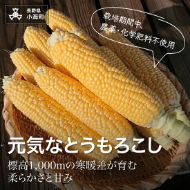 【ふるさと納税】元気なとうもろこし　15本【2026年8月発送先行予約】
