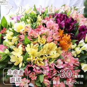 yӂ邳Ɣ[Łz؂₩ȁ@AXgAy㋉iEԁzԔ_ƒiA@9`3@ԏ80cmE30{O[KS-101]