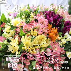 yӂ邳Ɣ[Łz؂₩ȁ@AXgAyԁzԔ_ƒiC@9`3@is̋Ȃ肠Eԏ70cmE35{Oj[KS-103]