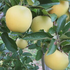 【ふるさと納税】青木村産りんご（シナノゴールド）