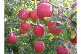 【ふるさと納税】青木村産りんご（サンふじ）