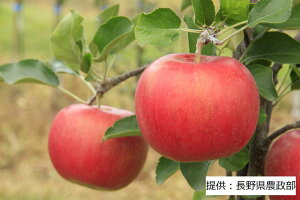 yӂ邳Ɣ[Łz20I@003-007ʎVimXC[g@1i5kgj