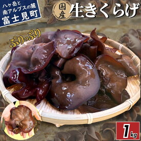 【ふるさと納税】【2026年先行予約】 肉厚 ぷりぷりコリコリ 生きくらげ 500g～1kg 八ヶ岳山麓育ち 国産 安心安全 農薬不使用 ハウス栽培 食物繊維 信州 送料無料 [7月中旬発送開始]