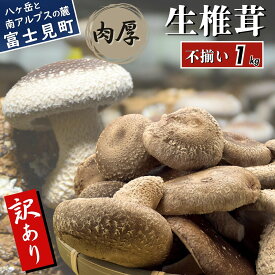 【ふるさと納税】 訳あり 肉厚 生しいたけ 500g～1kg 八ヶ岳山麓育ち 国産 朝採れ 安心安全 農薬不使用 ハウス栽培 芳醇な香り 形不揃い 椎茸 信州 送料無料