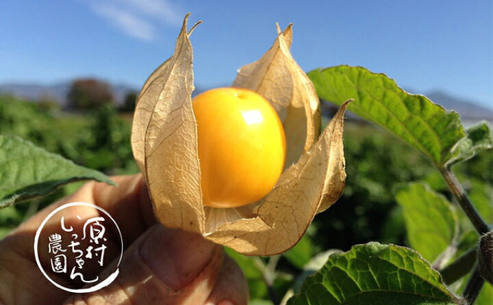 楽天市場 ふるさと納税 フルーツほおずき 太陽の子 約500g 果物 詰合せ セット フルーツ ほおずき お届け 22年10月上旬 22年10月下旬 長野県原村