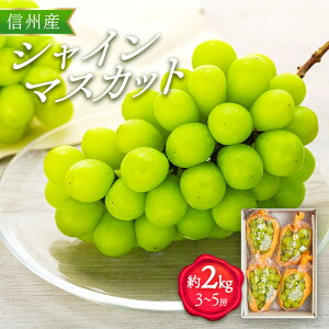 yӂ邳Ɣ[ŁzVC}XJbg 2kg 3`5[ Ԃǂ  uhE }XJbg ʕ  t[c {̉ʕ {̃t[c MB  쌧 @͂F2025N9{`10{