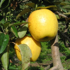 yӂ邳Ɣ[ŁzyMB_ztƂ炸(͂邩)5kg܁y1593313z