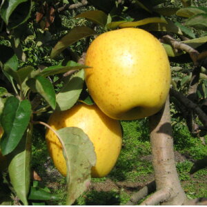 yӂ邳Ɣ[ŁzyMB_ztƂ炸(͂邩)3kg܁y1593315z