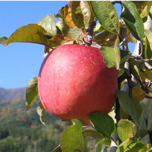 yӂ邳Ɣ[ŁzyMB_ztƂ炸(Tӂ)3kgy1594213z