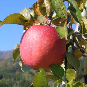 yӂ邳Ɣ[ŁzyMB_ztƂ炸(Tӂ)5kgy1594214z