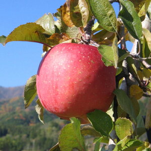 yӂ邳Ɣ[ŁzyMB_ztƂ炸(Tӂ)10kgy1594215z