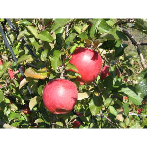 yӂ邳Ɣ[ŁzyMB_ztƂ炸(Tӂ)5kgƒpy1594216z