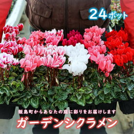 【ふるさと納税】ガーデンシクラメン　色・品種おまかせ　24ポット【1602449】