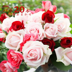 yӂ邳Ɣ[Łz݉؉̃o@ԓ@20{yzsnFEkCEꌧEElEBzy1602997z