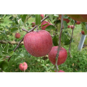 yӂ邳Ɣ[ŁzTӂ 4.5kg(G16`18)y1615464z