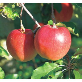 【ふるさと納税】【2024年】甘い!幻のりんごあいかの香り約3キロ　信州のりんご【1041410】