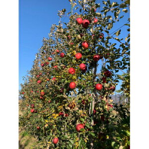 yӂ邳Ɣ[ŁzqMB@얥֑炿rƒpTӂ10kgy1343781z