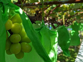 【ふるさと納税】2026年収穫予定シャインマスカットのオーナー