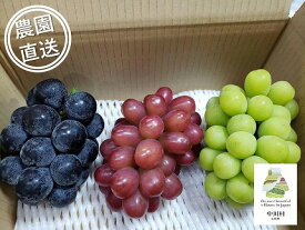 【ふるさと納税】担当者おすすめ「味覚の里なかがわ」の旬のくだもの～フルーツガーデン松村のぶどう　味比べ3種セット　約1.8Kg