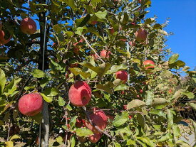 【ふるさと納税】担当者おすすめ「味覚の里なかがわ」の旬のくだもの【りんご】