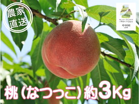 【ふるさと納税】中川村の桃（なつっこ）約3Kg