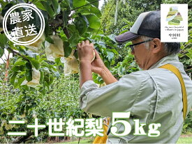 【ふるさと納税】桃沢農園のなし（二十世紀）　約5Kg±