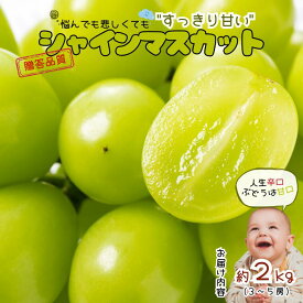 【ふるさと納税】＊2026年度発送＊シャインマスカット2kg ／9月中旬〜10月下旬 配送予定 南信州産 ギフト 種なし ぶどう シャイン マスカット 長野県 葡萄 フルーツギフト ギフト フルーツ オススメ プレゼント ぶどう 高級ぶどう 果物 松川町 人気 高評価 JA11