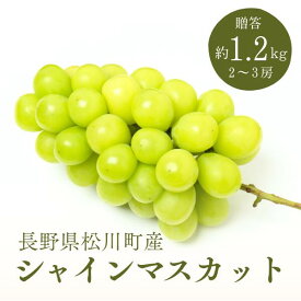 【ふるさと納税】シャインマスカット 贈答品質 1.2kg／9月下旬頃発送～ // 松川町産 ギフト 種なし ぶどう シャイン マスカット 長野県 くだもの 果物 フルーツ お取り寄せ 2房～3房 KG02