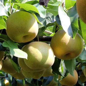 yӂ邳Ɣ[Łzy쌧YzVƐX(K܂͖L)3kg` Gi 2026N8{甭 MB MB X Yn ʕ  Ȃ iV a { {̉ʕ {̗ R