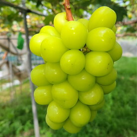 【ふるさと納税】ぶどう シャインマスカット【贈答用ハウス栽培】大人気 厳選シャインマスカット 1kg(2～3房) 2026年7月中旬より発送 長野県 信州 南信州 高森町 農家直送 ぶどう 果物 くだもの 旬のぶどう シャイン ギフト【配送不可地域：離島】