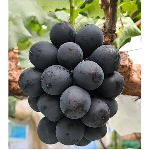 �y�ӂ邳�Ɣ[�Łz�Ԃǂ� �i�K�m�p�[�v���y�����p�n�E�X�͔|�z�������̃i�K�m�p�[�v�� 1kg(2�`3�[) 2026�N8����{��蔭���J�n ���쌧 �M�B ��M�B ���X�� �_�ƒ��� �Ԃǂ� �ʕ� �������� �{