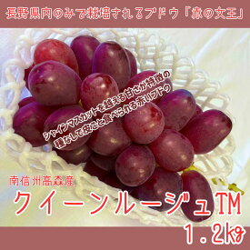 【ふるさと納税】ぶどう【南信州高森産】クイーンルージュTM 1.2kg 2026年9月中旬より発送 長野県 信州 農家直送 果物 くだもの ぶどう 旬のぶどう ルージュ 山吹ぶどう狩り組合【配送不可地域：離島】