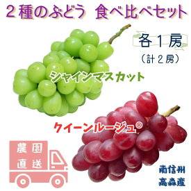 【ふるさと納税】【数量限定】2種のぶどう(シャインマスカット・クイーンルージュ(R))食べ比べセット 計2房～ 長野県 信州 南信州 高森町 農家直送 果物 くだもの ぶどう 旬のぶどう 鶴屋農園【配送不可地域：離島】