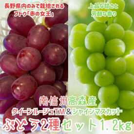 【ふるさと納税】ぶどう クイーンルージュTM＆シャインマスカットぶどう2種セット約1.2kg 2026年9月中旬より発送 長野県 信州 南信州 高森町 農家直送 果物 くだもの ぶどう 旬のぶどう 山吹ぶどう狩り組合【配送不可地域：離島】