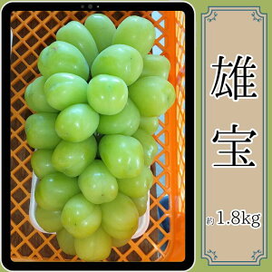 yӂ邳Ɣ[ŁzY 1.8kg 9{蔭Jn 쌧 MB MB X _ƒ ʕ  Ԃǂ {̂ԂǂyzsnFz