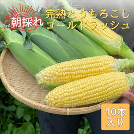 【ふるさと納税】完熟とうもろこし(ゴールドラッシュ)10本 7月中旬発送 長野県 信州 南信州 高森町 旬の野菜 やさい 夏野菜 コーン 中平農園【配送不可地域：離島】