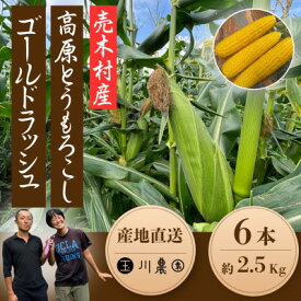 【ふるさと納税】【2026年産】長野県売木村 朝採れ高原とうもろこし「ゴールドラッシュ」6本入り【配送不可地域：離島】【1579213】
