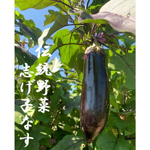 yӂ邳Ɣ[Łz7-G10 MB` ؑYuqȂ4{Zbg uqȂ 350g 4{