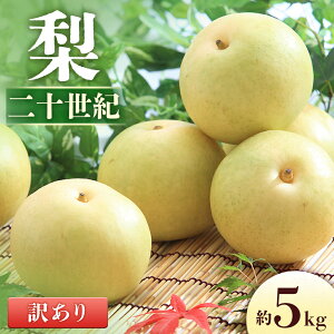 yӂ邳Ɣ[Łzs\񁄗 \I󂠂i 5kg[8`16]@2026N9{`9{