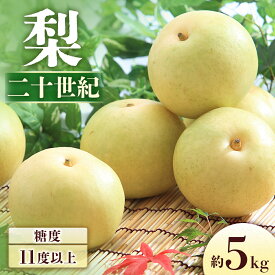 【ふるさと納税】＜先行予約＞梨 二十世紀 約5kg[8〜16玉]　※2026年9月中旬〜9月下旬発送予定※