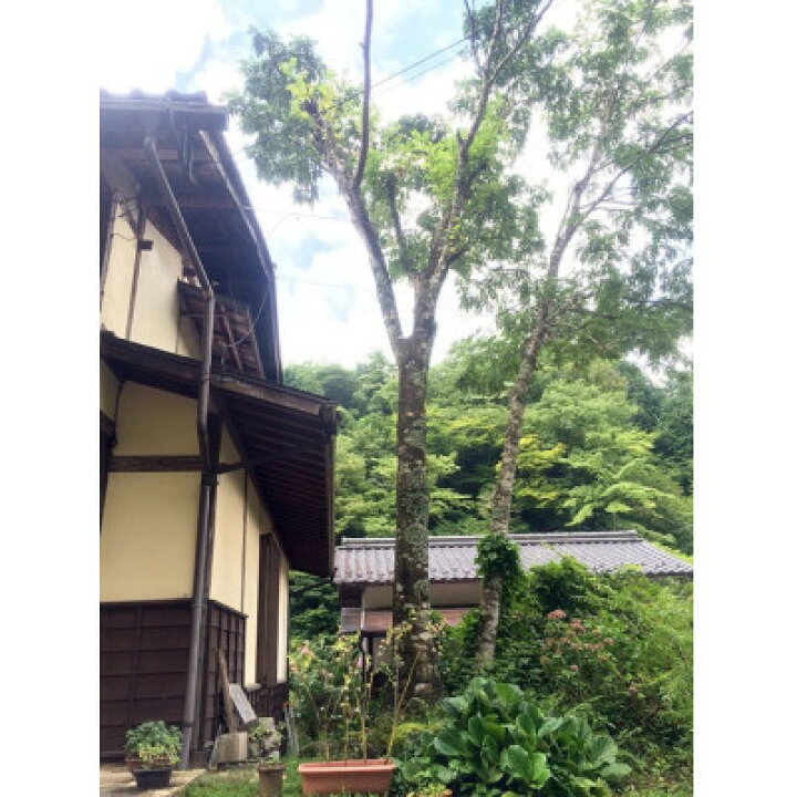 楽天市場】【ふるさと納税】【野原工芸】こおしんづかの槐のボールペン 