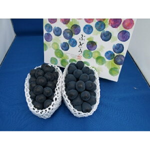 yӂ邳Ɣ[Łzy2026Ns\z_ Ԃǂ iKmp[v2~3[ 1kg ʕ t[c