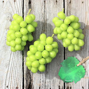 yӂ邳Ɣ[Łzy2026NYz 󂠂VC}XJbg 1.5kgi3~5[j ʕ PA t[c ʕ Ԃǂ