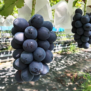 yӂ邳Ɣ[Łzy2026Ns\zI 쌧Y iKmp[v Ղ3~4[ 2kg ʕ Ԃǂ t[c uhE