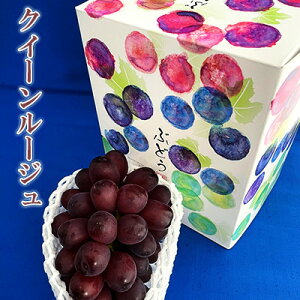 yӂ邳Ɣ[Łzy2026Ns\z_ NC[[W1[ 500g ʕ V  uhE Ȃ t[c fU[g H  Yn 쌧Y