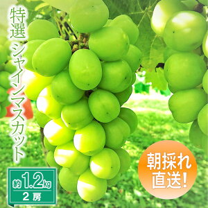 yӂ邳Ɣ[ŁzIVC}XJbg1.2kg 2[
