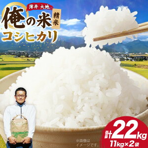 �y�ӂ邳�Ɣ[�Łz �y���̕āz�� �ߘa7�N �R�V�q�J�� ���� 11kg×2�� �v22kg [���� ��n ���쌧 �r�c�� 48110783] ���� ���� ���͂� �����Ђ��� �������� �_�� ����