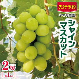 【ふるさと納税】シャインマスカット 2房 約1kg 【2026年先行予約】 | ヤマモ農園 果物 ぶどう 葡萄 シャインマスカット フルーツ デザート 食後 おやつ 低農薬 果汁 皮ごと 日本産 国産 産地直送 長野県松川村 信州