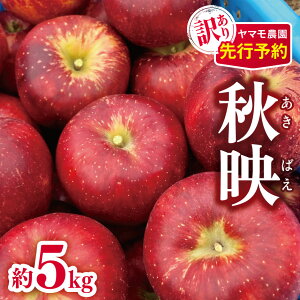 yӂ邳Ɣ[Łz󂠂 Hf i΂j 5kg y2025Ns\z | }_ ʕ t[c }_  S ь Hf 쌧 쑺 MB
