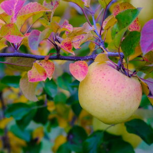 yӂ邳Ɣ[Łzƒp ܖ 5kg E 10kg y2026Ns\z b RƂ S  ь ʕ t[c ʎ ʏ` ܖ ܂߂ ƒp 쌧 쑺 kAvX 